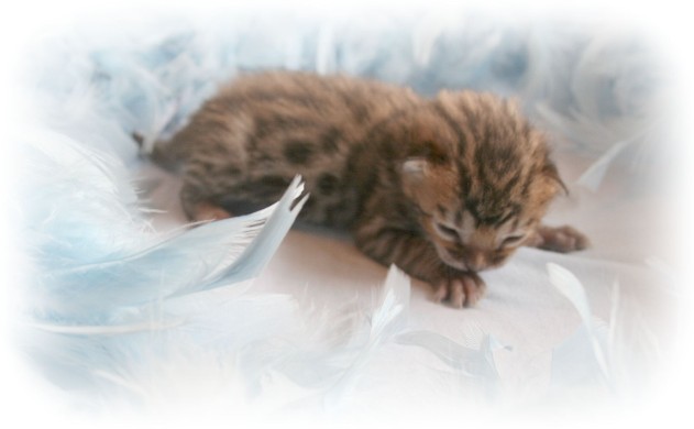 Bengal cat breeder