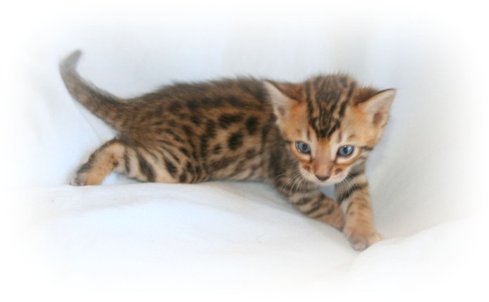 Bengal kittens