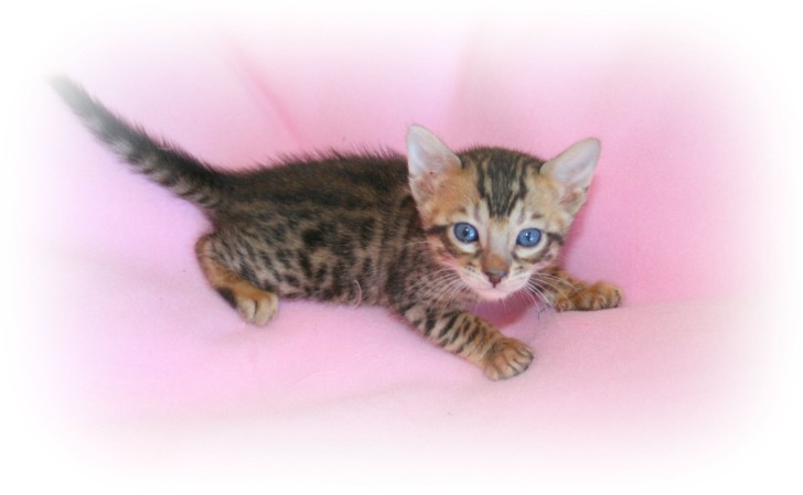 Bengal kittens