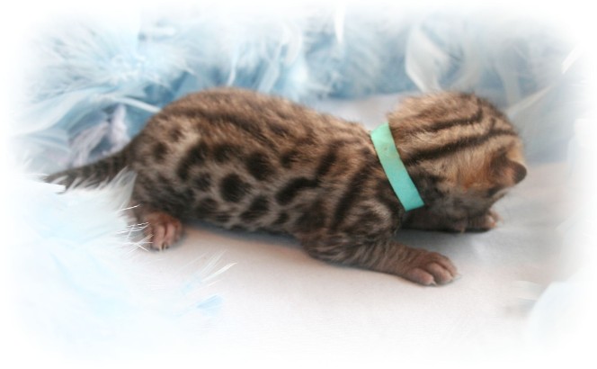 Bengal kittens for sale