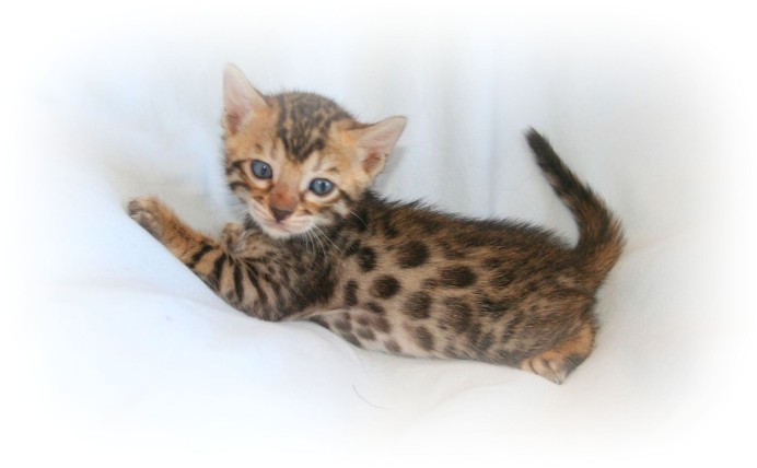 Bengal kittens