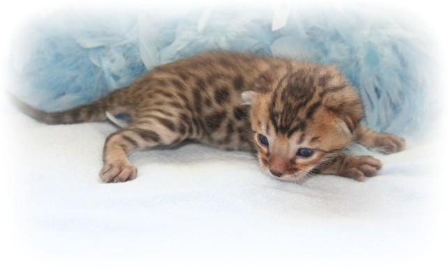 Bengal kitten for sale