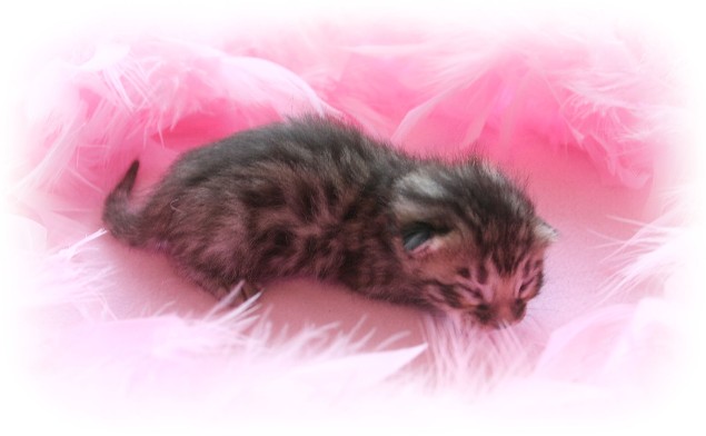 Bengal cat breeder uk