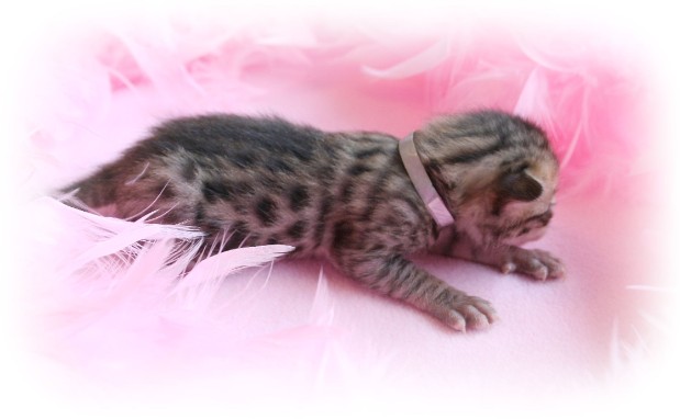Bengal kittens for sale